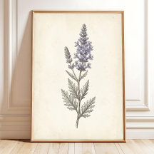 Vintage Rysk Salvia Botanisk Canvas