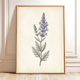 Vintage Rysk Salvia Botanisk Canvas Poster