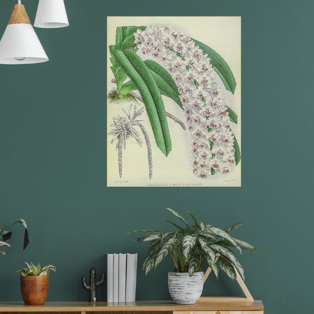 Vintage Saccolabium Blumei Orchid Flower Poster (Vardagsrum 1)