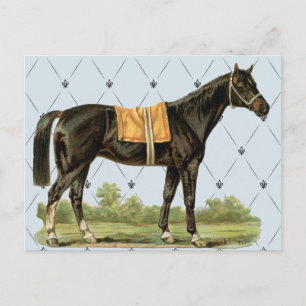 Vintage Saddle Horse vykort