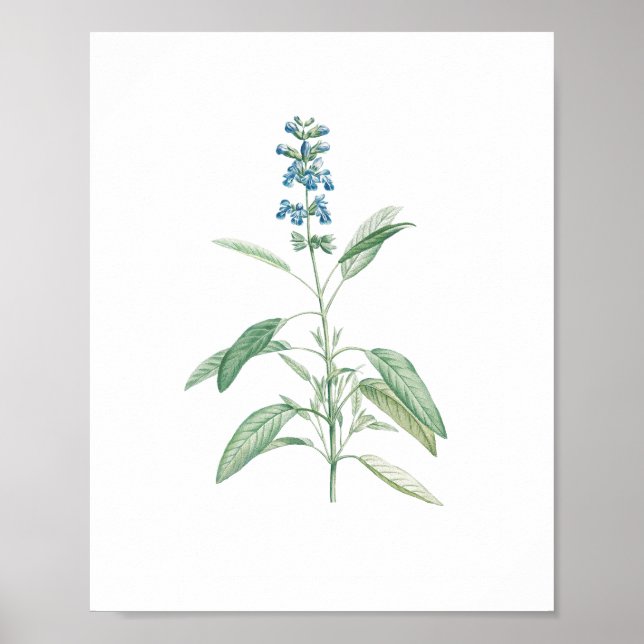Vintage Sage botaniskt blomma Poster (Framsidan)