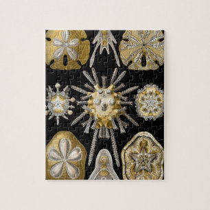 Vintage Sand Dollars Sea Urchins av Ernst Haeckel Pussel