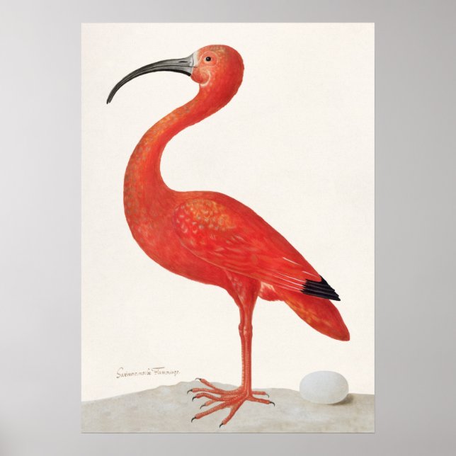 Vintage Scarlet Ibis Illustration Poster (Framsidan)