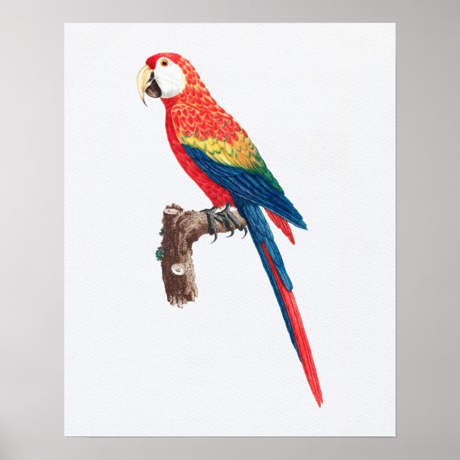 Vintage Scarlet Macaw Parrot Illustration Poster (Framsidan)