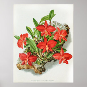 Vintage Scarlet Sophronit Orchid Flower Poster