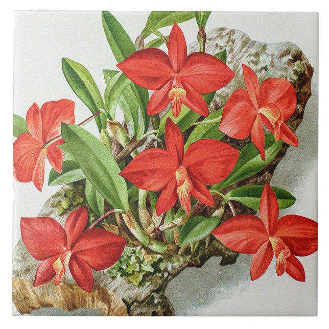 Vintage Scarlet Sophronitis Sällsynt Orkidéblomma  Kakelplatta (Framsidan)