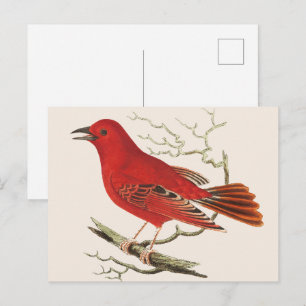 Vintage Scarlet Tanager Naturalist Fågeldekoration Vykort