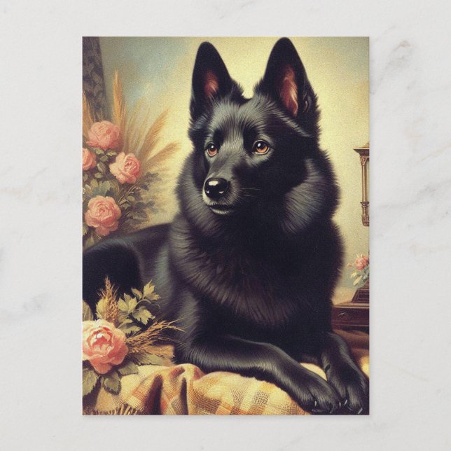 Vintage Schipperke-Hund Vykort (Framsida)