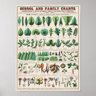 Vintage School Chart for Homeschooling Poster