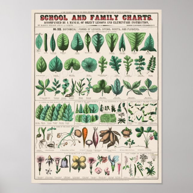Vintage School Chart for Homeschooling Poster (Framsidan)