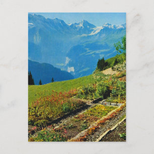 Vintage Schweiz, Schynigge Platte, 1909 9 Vykort