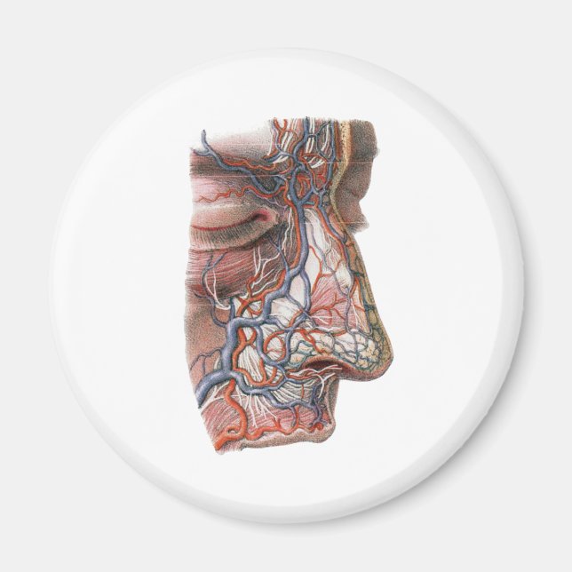 Vintage Science Human Anatomy, Ansikte med Nose Magnet (Framsidan)