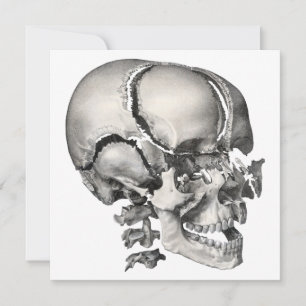 Vintage Science Human Anatomy, Antique Skull