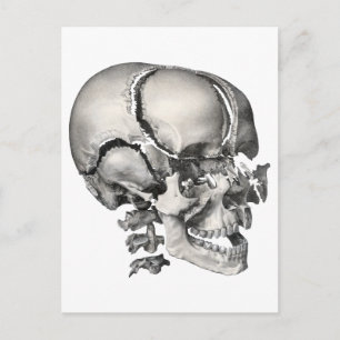 Vintage Science Human Anatomy, Antique Skull Vykort