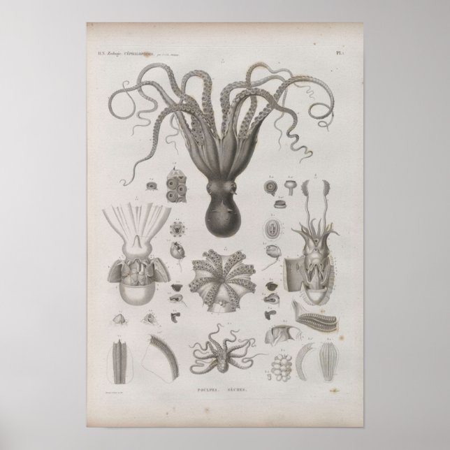 Vintage Scientific Cephalopod Illustrated Poster (Framsidan)
