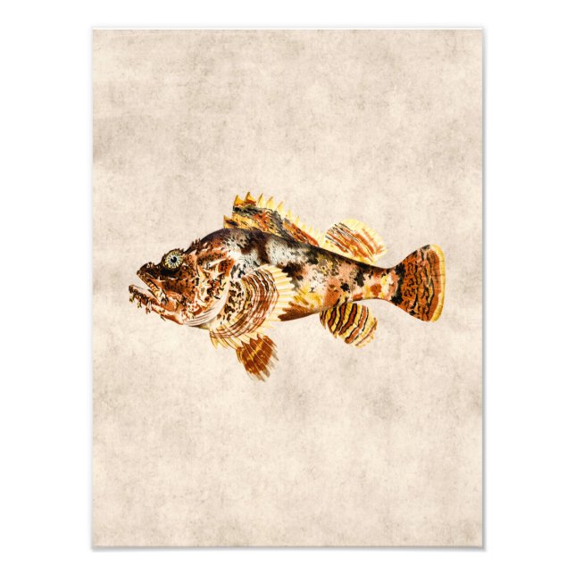 Vintage Scorpion Fish - Antique Hawaiian Print Fototryck (Framsidan)