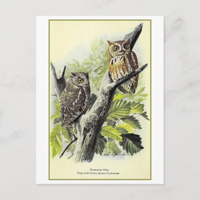 Vintage Screech Uggla Illustration vykort (Framsida)