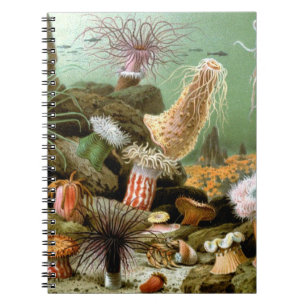 Vintage Sea Anemones, Marine Life Ocean Animals Anteckningsbok