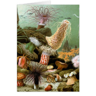 Vintage Sea Anemones, Marine Life Ocean Animals Hälsningskort