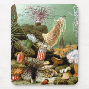 Vintage Sea Anemones, Marine Life Ocean Animals Musmatta