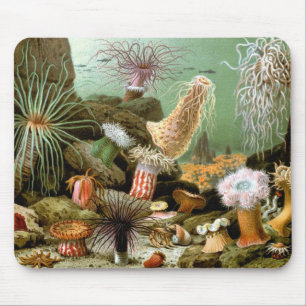 Vintage Sea Anemones, Marine Life Ocean Animals Musmatta