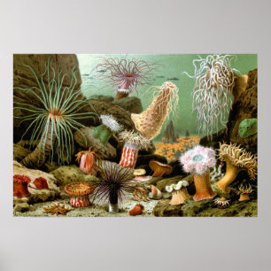 Vintage Sea Anemones, Marine Life Ocean Animals Poster