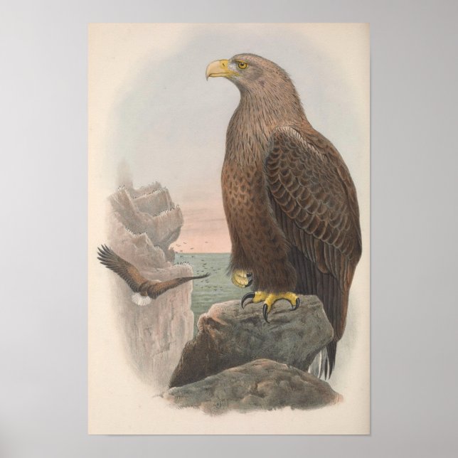 Vintage Sea Eagle Bird Poster (Framsidan)