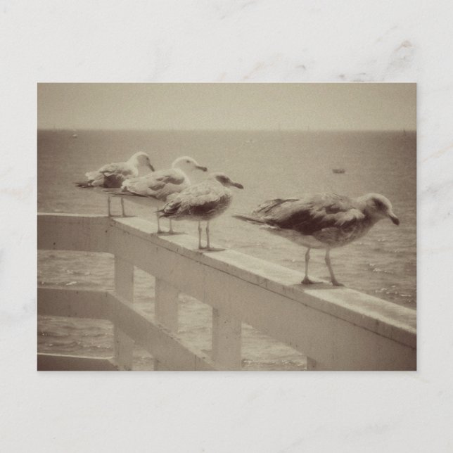 Vintage Sea Gulls Vykort (Framsida)
