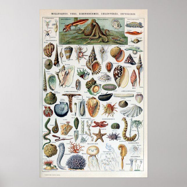 Vintage Sea Life Mollusks Poster (Framsidan)