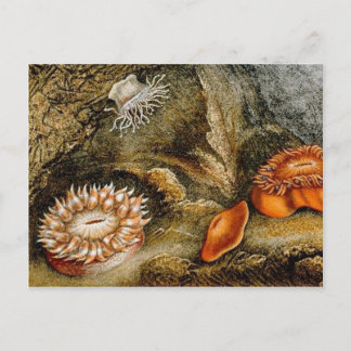 Vintage Sea Life Vykort