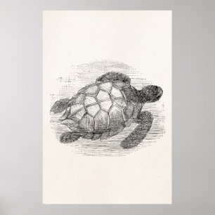Vintage Sea Turtle Personlig Marine Turtles Poster