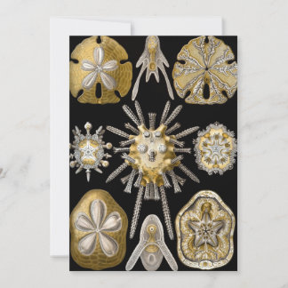 Vintage Sea Urchins Sand Dollars av Ernst Haeckel Inbjudningar