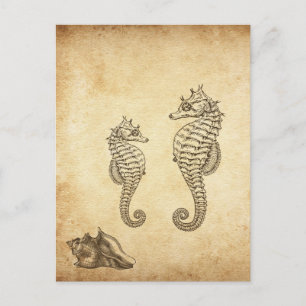 Vintage Seahorse and Conch Snäcka Beach Vykort