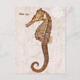 Vintage Seahorse - Antique Seahorse Customized Vykort