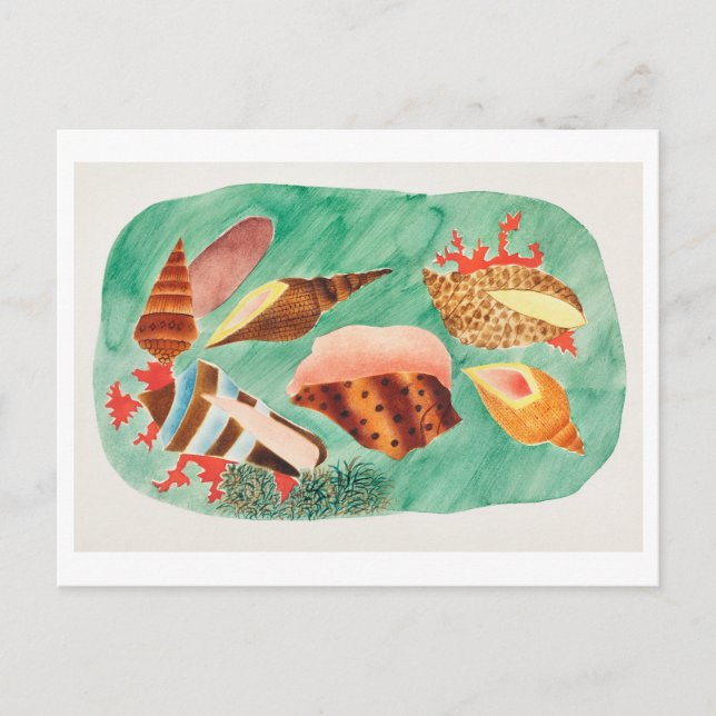 Vintage Seashell Illustration Vykort (Framsida)