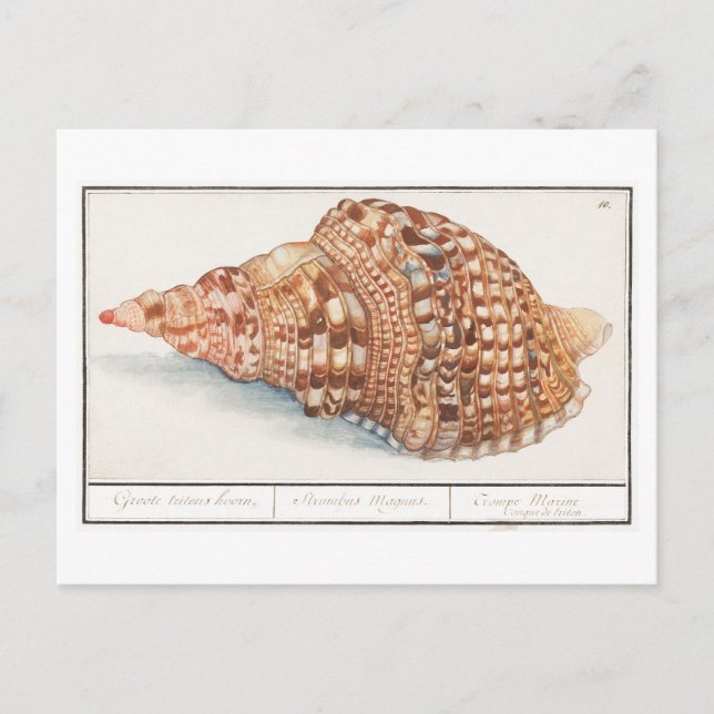 Vintage Seashell Illustration Vykort (Framsida)