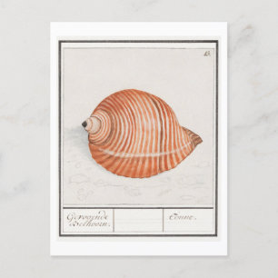 Vintage Seashell Illustration Vykort