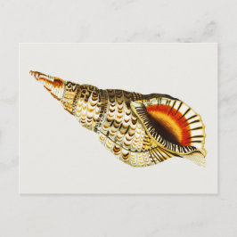 Vintage Seashell trumpet Illustration Vykort