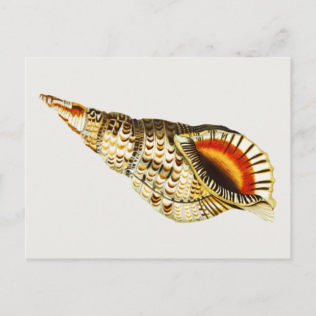 Vintage Seashell trumpet Illustration Vykort (Framsida)