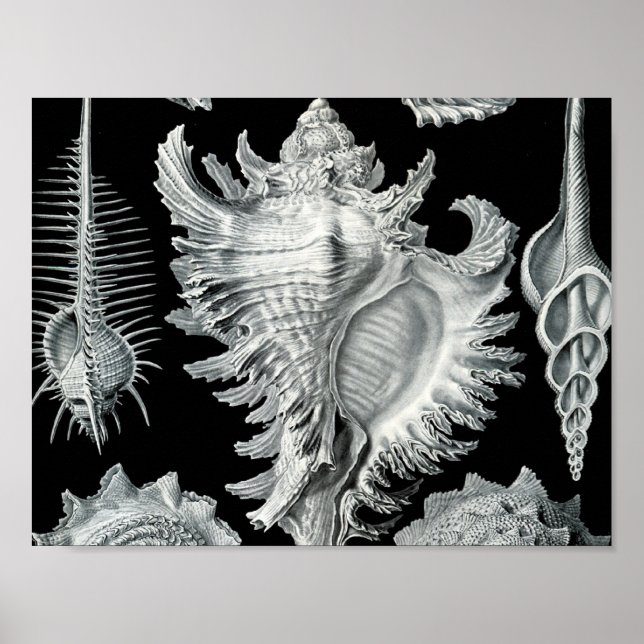 Vintage Seashell-utskrift Poster (Framsidan)