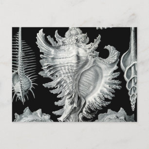 Vintage Seashell-utskrift Vykort