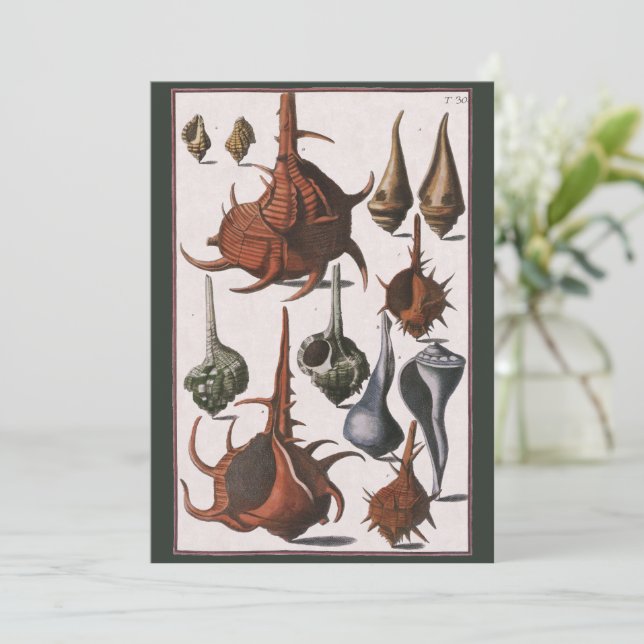 Vintage Seashells, havslevande Snäckor (Stående Fram)