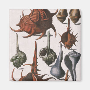 Vintage Seashells, marinliv, Snäckor i havet Magnet
