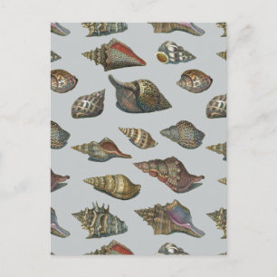Vintage Seashells Vykort