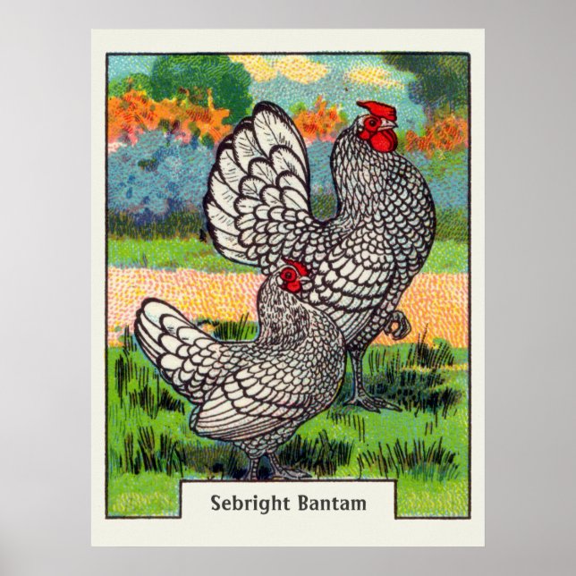 Vintage Sebright Bantam Chicken Poster (Framsidan)