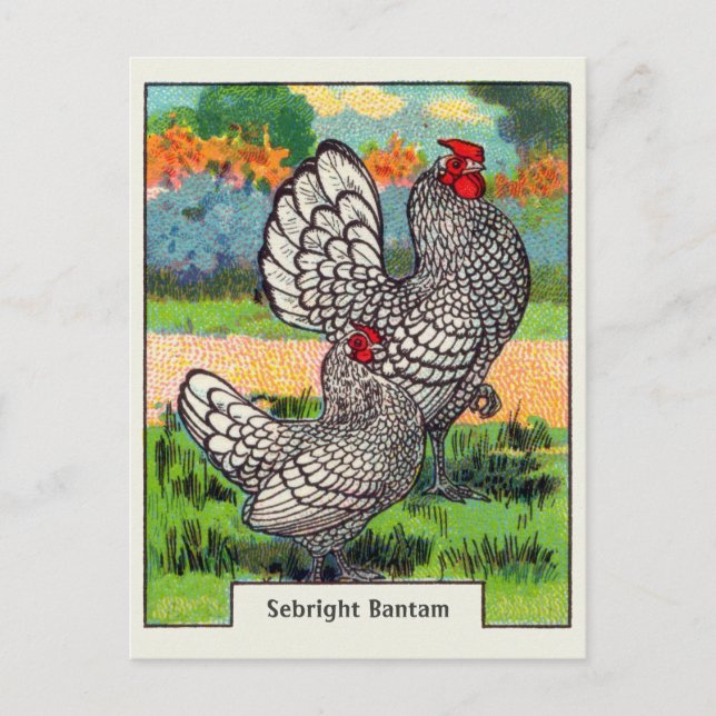Vintage Sebright Bantam Chicken Vykort (Framsida)