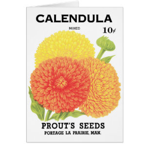 Vintage Seed Packet Art, Calendula Flowers Hälsningskort
