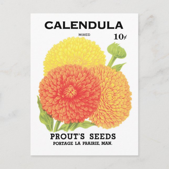 Vintage Seed Packet Art, Calendula Flowers Vykort (Framsida)