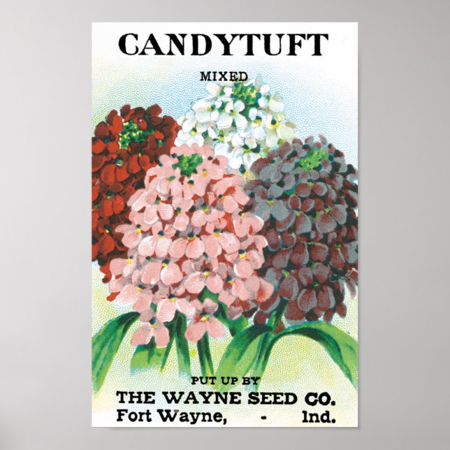 Vintage Seed Packet Art, Candytuft Garden Flowers Poster (Framsidan)