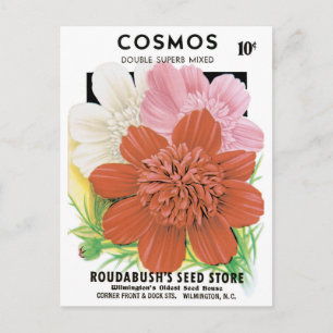 Vintage Seed Packet Art, Cosmos Garden Flowers Vykort